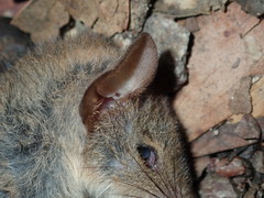 Antechinus stuartii