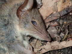 Antechinus stuartii