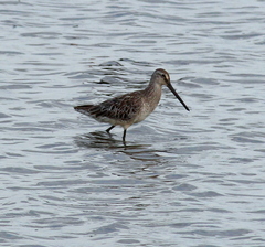 Limnodromus semipalmatus