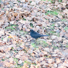 Turdus merula