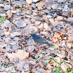 Turdus merula