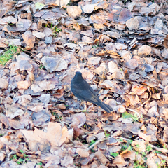 Turdus merula
