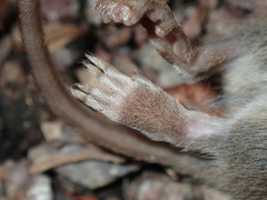 Antechinus stuartii
