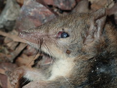 Antechinus stuartii