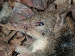 Antechinus stuartii