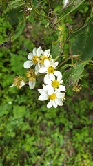 Montanoa leucantha