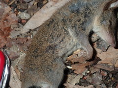 Antechinus stuartii