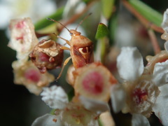 Eupolemus angularis