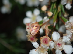 Eupolemus angularis
