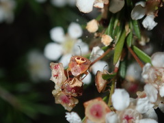 Eupolemus angularis