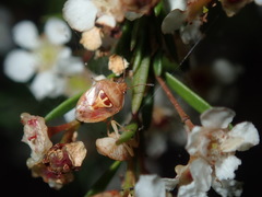 Eupolemus angularis