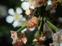 Eupolemus angularis