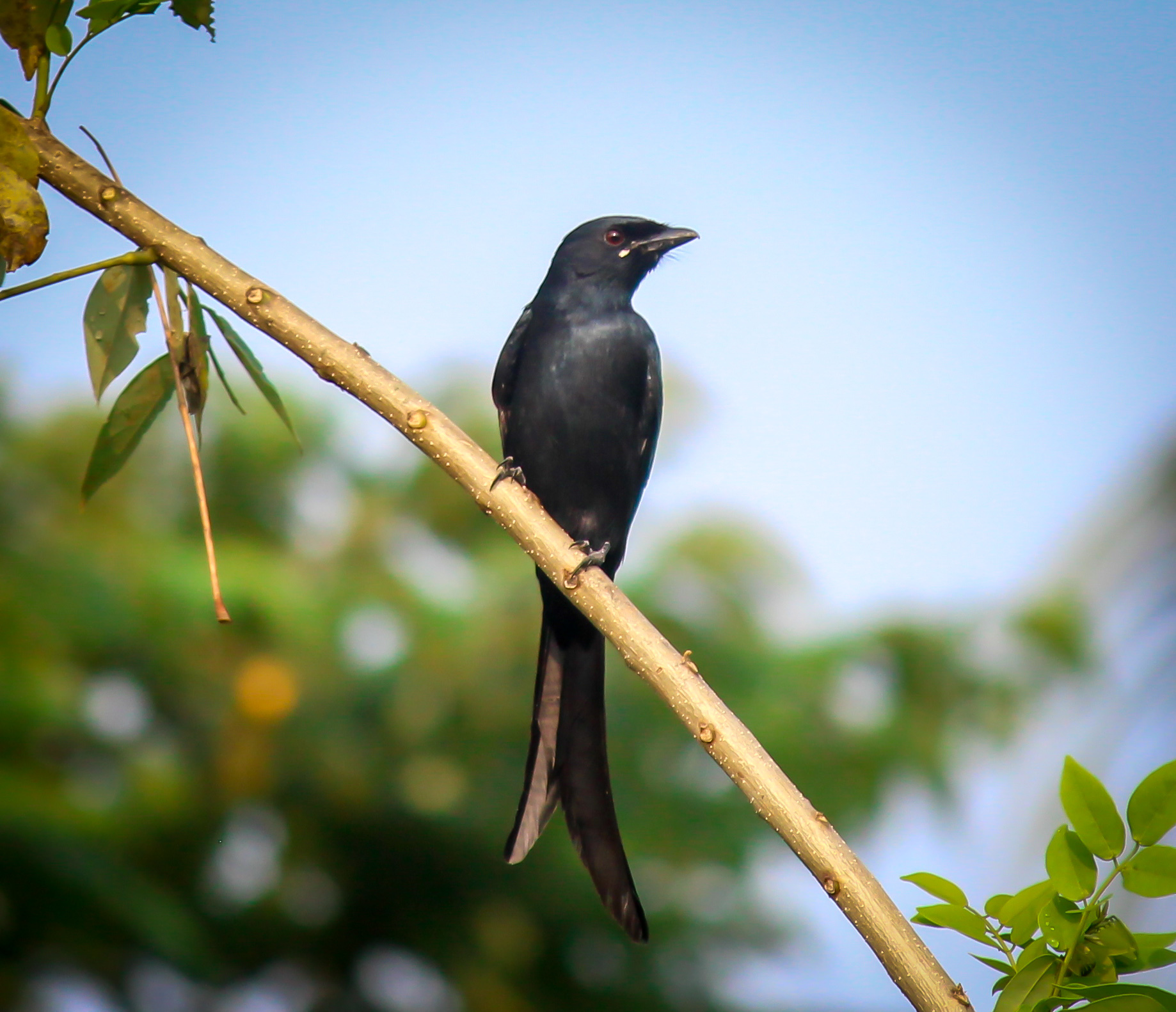 Black Drongo