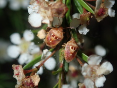 Eupolemus angularis