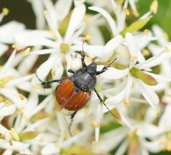 Phyllotocus rufipennis