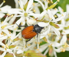 Phyllotocus rufipennis