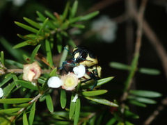 Castiarina octospilota