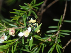 Castiarina octospilota