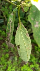 Montanoa leucantha