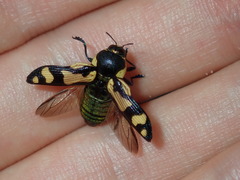 Castiarina octospilota