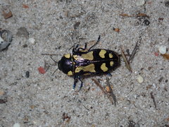 Castiarina octospilota