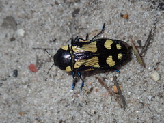 Castiarina octospilota