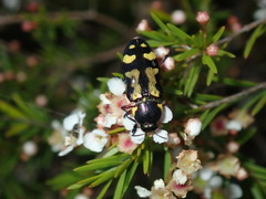 Castiarina octospilota