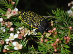 Stigmodera macularia