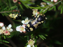 Castiarina octospilota
