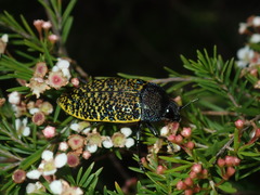 Stigmodera macularia