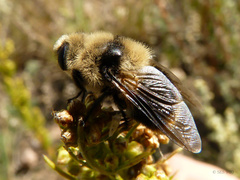 Oestrinae