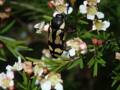 Castiarina octospilota