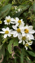 Montanoa leucantha