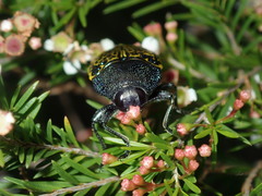 Stigmodera macularia