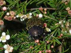 Stigmodera macularia