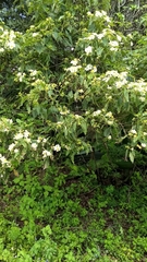 Montanoa leucantha