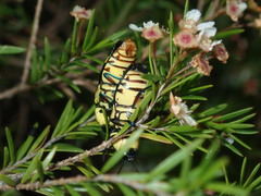 Castiarina octospilota
