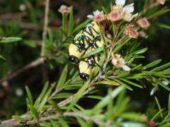 Castiarina octospilota