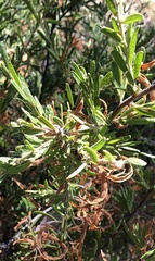 Acacia aspera