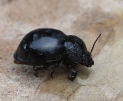 Ocnodes