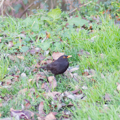 Turdus merula