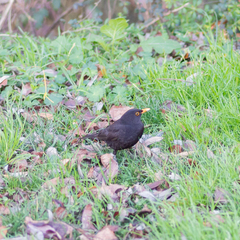 Turdus merula