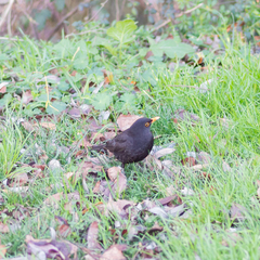 Turdus merula