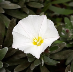 Convolvulus cneorum