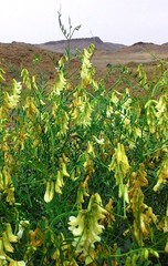 Vicia costata