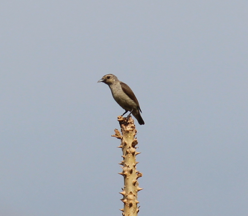 Nilgiri Flowerpecker