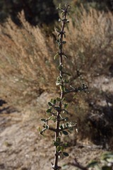 Ceanothus pauciflorus