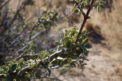 Ceanothus pauciflorus