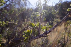 Ceanothus pauciflorus