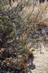 Ceanothus pauciflorus
